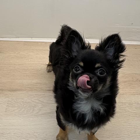 石川県のチワワ(ロング) (ペットアミ 津幡店/2025年9月13日生まれ/男の子/ブラックタンホワイト)の子犬の3枚目の画像