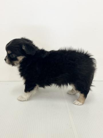 新潟県のチワワ(ロング) (ペットアミ 新発田店/2025年12月18日生まれ/男の子/ブラックタンホワイト)の子犬の3枚目の画像