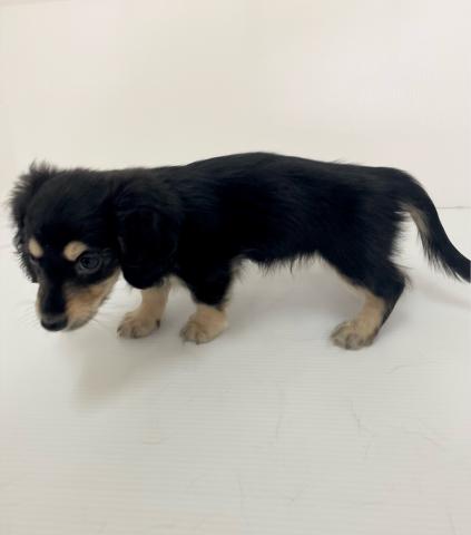 新潟県のミニチュアダックスフンド(ロング) (ペットアミ 新発田店/2025年12月20日生まれ/男の子/ブラックイエロー)の子犬の4枚目の画像