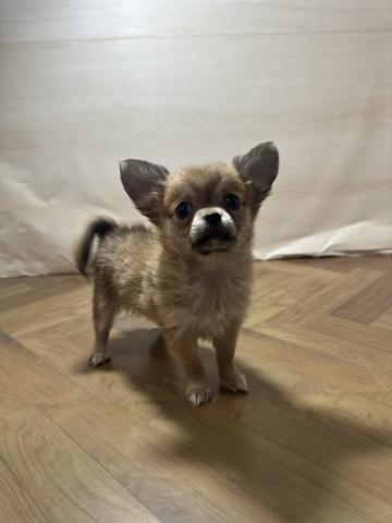 チワワ（ロングコート）