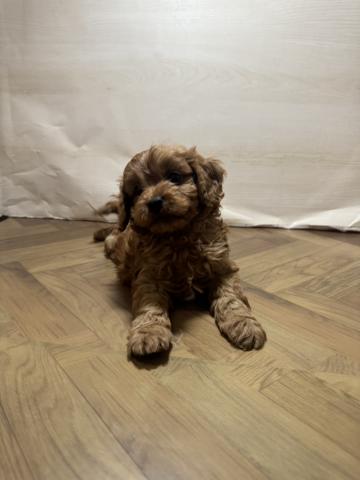 MIX犬ハーフ(トイプードル＆キャバリア)