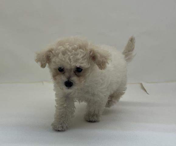 犬ハーフ（ビションフリーゼ×トイプードル）