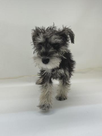 三重県のミニチュアシュナウザー (ペットアミ 名張店/2025年12月7日生まれ/女の子/ソルトペッパー)の子犬の1枚目の画像