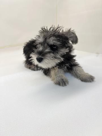 三重県のミニチュアシュナウザー (ペットアミ 名張店/2025年12月7日生まれ/女の子/ソルトペッパー)の子犬の2枚目の画像
