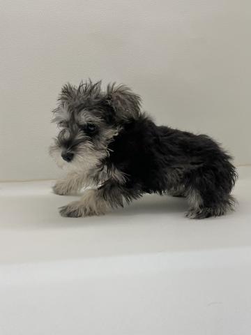 三重県のミニチュアシュナウザー (ペットアミ 名張店/2025年12月7日生まれ/女の子/ソルトペッパー)の子犬の3枚目の画像