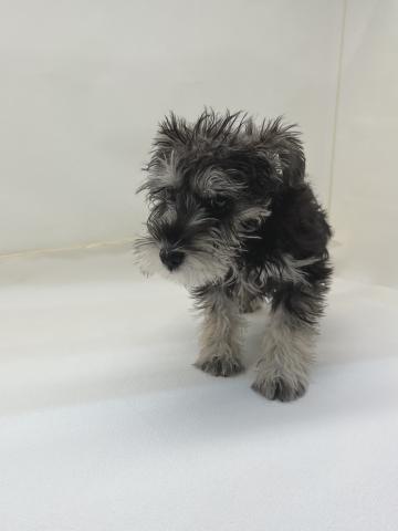 三重県のミニチュアシュナウザー (ペットアミ 名張店/2025年12月7日生まれ/女の子/ソルトペッパー)の子犬の4枚目の画像