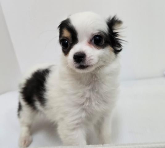 新潟県のチワワ(ロング) (ペットアミ 長岡店/2025年12月27日生まれ/女の子/ホワイトブラックタン)の子犬の1枚目の画像