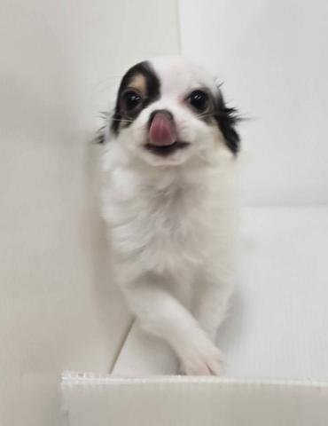 新潟県のチワワ(ロング) (ペットアミ 長岡店/2025年12月27日生まれ/女の子/ホワイトブラックタン)の子犬の2枚目の画像