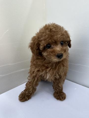 秋田県のトイプードル(トイ) (ペットアミ 本荘インター店/2025年12月6日生まれ/女の子/レッド)の子犬の2枚目の画像