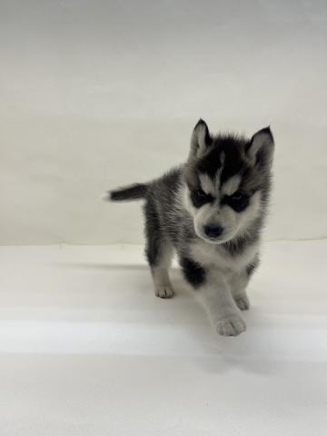 シベリアンハスキー