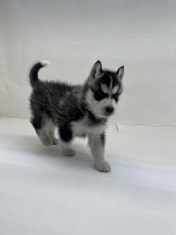 シベリアンハスキー