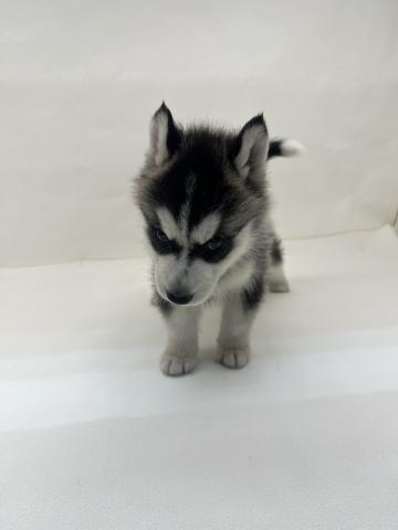 シベリアンハスキー