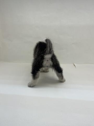 シベリアンハスキー