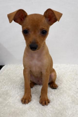 ミニチュアピンシャー