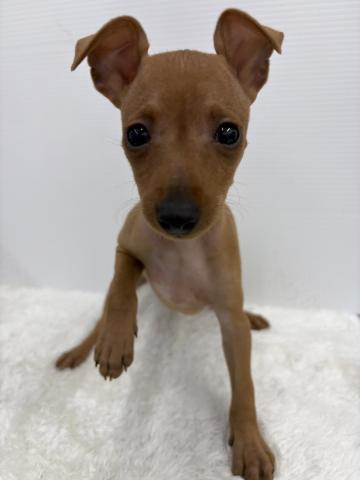 ミニチュアピンシャー