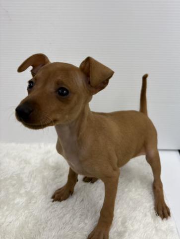 ミニチュアピンシャー