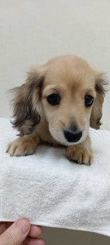 富山県のミニチュアダックスフンド(ロング) (ペットアミ宮野店/2026年1月31日生まれ/女の子/シェーデットイエロー)の子犬の2枚目の画像