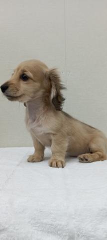 富山県のミニチュアダックスフンド(ロング) (ペットアミ宮野店/2026年1月31日生まれ/女の子/シェーデットイエロー)の子犬の3枚目の画像