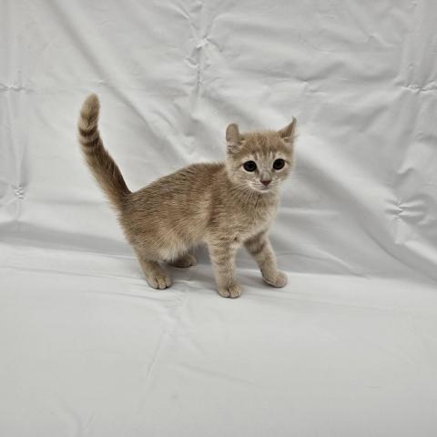 大阪府のアメリカンカール (NICO PET Select 和泉中央店/2025年10月10日生まれ/男の子/クリームタビー)の子猫の3枚目の画像