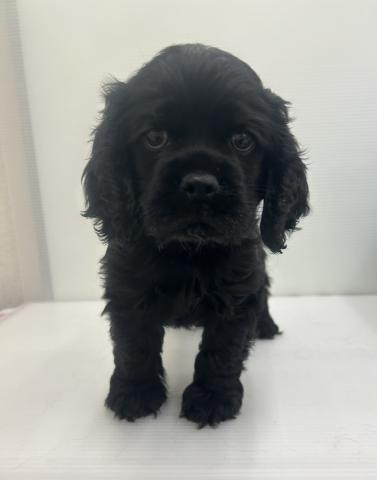 和歌山県のアメリカンコッカースパニエル (ペットアミ 紀ノ川店/2026年2月10日生まれ/男の子/ブラック)の子犬の1枚目の画像