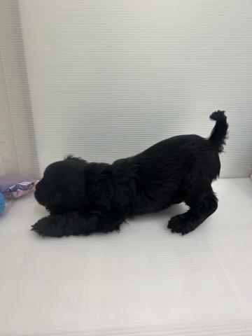 和歌山県のアメリカンコッカースパニエル (ペットアミ 紀ノ川店/2026年2月10日生まれ/男の子/ブラック)の子犬の2枚目の画像