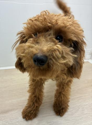 石川県のトイプードル(トイ) (ペットアミ 津幡店/2025年10月6日生まれ/男の子/レッド)の子犬の2枚目の画像