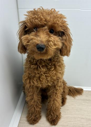 石川県のトイプードル(トイ) (ペットアミ 津幡店/2025年10月6日生まれ/男の子/レッド)の子犬の3枚目の画像