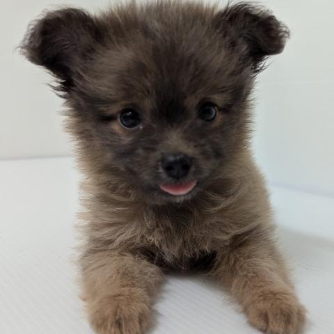 秋田県のハーフ犬・ミックス犬 (ペットアミ 大曲店/2025年6月28日生まれ/女の子/イザベラ)の子犬の1枚目の画像