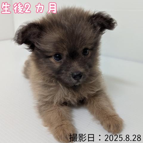 秋田県のハーフ犬・ミックス犬 (ペットアミ 大曲店/2025年6月28日生まれ/女の子/イザベラ)の子犬の2枚目の画像