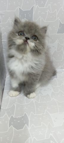 富山県のエキゾチックロングヘアー (ペットアミ宮野店/2026年2月14日生まれ/男の子/ブルータビーホワイト)の子猫の1枚目の画像