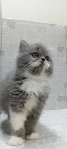 富山県のエキゾチックロングヘアー (ペットアミ宮野店/2026年2月14日生まれ/男の子/ブルータビーホワイト)の子猫の2枚目の画像