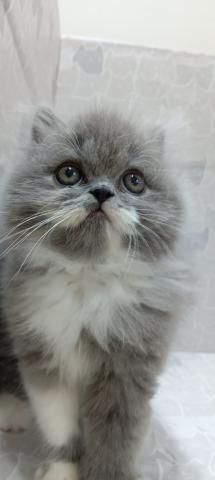 富山県のエキゾチックロングヘアー (ペットアミ宮野店/2026年2月14日生まれ/男の子/ブルータビーホワイト)の子猫の3枚目の画像