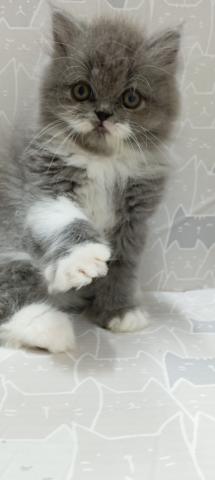 富山県のエキゾチックロングヘアー (ペットアミ宮野店/2026年2月14日生まれ/男の子/ブルータビーホワイト)の子猫の4枚目の画像