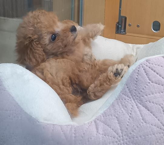 新潟県のトイプードル(トイ) (ペットアミ 六日町店/2026年2月6日生まれ/男の子/アプリコット)の子犬の1枚目の画像