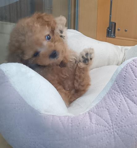 新潟県のトイプードル(トイ) (ペットアミ 六日町店/2026年2月6日生まれ/男の子/アプリコット)の子犬の2枚目の画像
