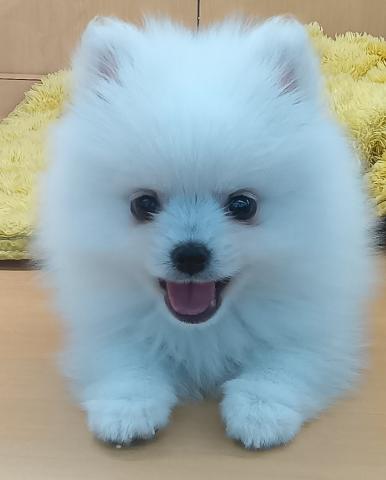 ポメラニアン