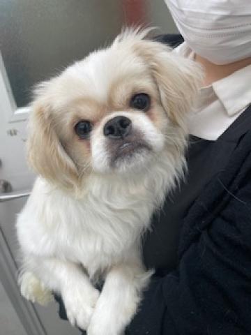 ぺキニーズ×トイプードル
