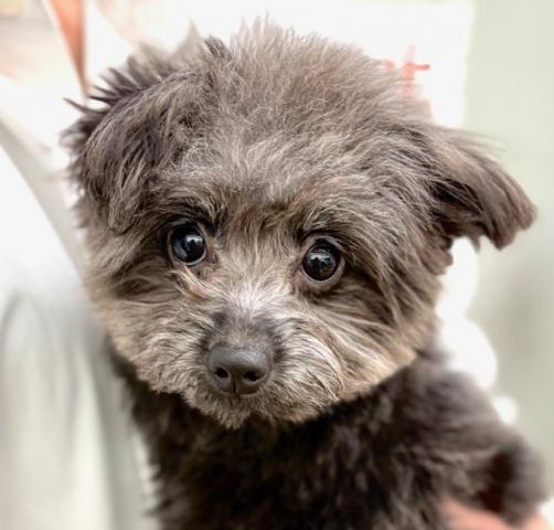 ポメラニアン×トイプードル