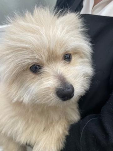 マルチーズ×ポメラニアン
