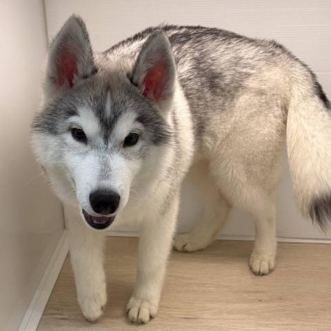 石川県のシベリアンハスキー (ペットアミ 津幡店/2026年10月25日生まれ/男の子/シルバーホワイト)の子犬の1枚目の画像