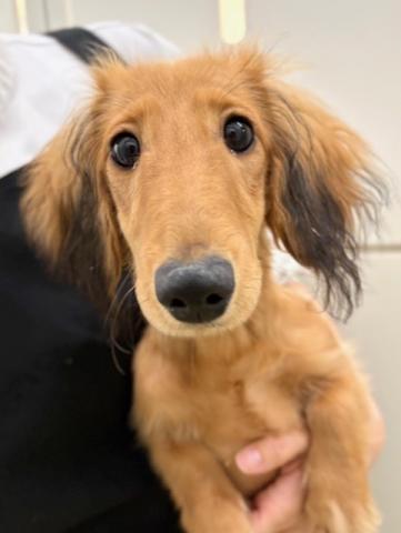 ミニチュアダックスフンド