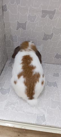 ブロークントーティスシェル