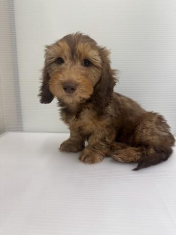 和歌山県のミニチュアダックスフンド(ワイヤー) (ペットアミ 紀ノ川店/2026年1月18日生まれ/男の子/チョコレートタン＆タン)の子犬の2枚目の画像