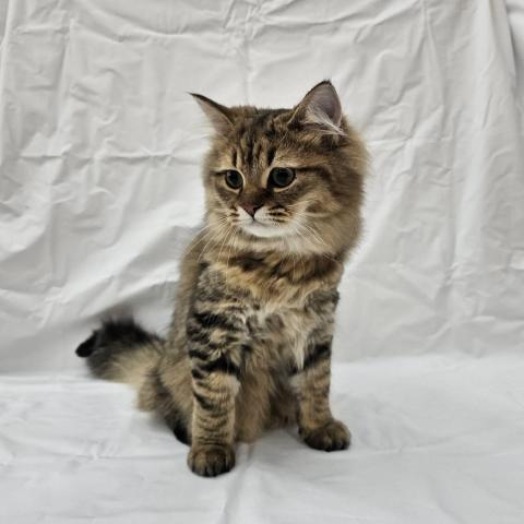 大阪府のMIX（雑種） (NICO PET Select 和泉中央店/2025年7月25日生まれ/男の子/ブラウンタビー)の子猫の2枚目の画像