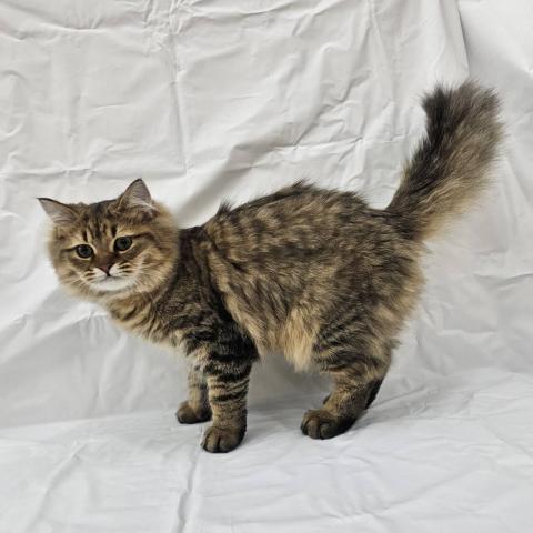 大阪府のMIX（雑種） (NICO PET Select 和泉中央店/2025年7月25日生まれ/男の子/ブラウンタビー)の子猫の4枚目の画像