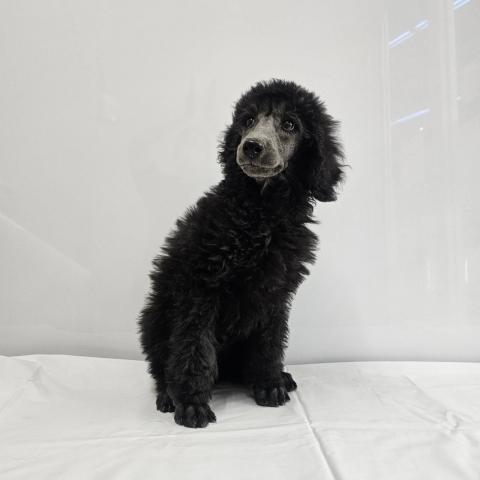 大阪府のスタンダードプードル (NICO PET Select 和泉中央店/2026年1月8日生まれ/男の子/シルバー)の子犬の3枚目の画像