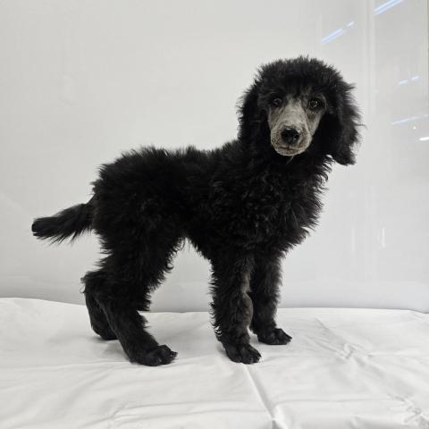 大阪府のスタンダードプードル (NICO PET Select 和泉中央店/2026年1月8日生まれ/男の子/シルバー)の子犬の4枚目の画像