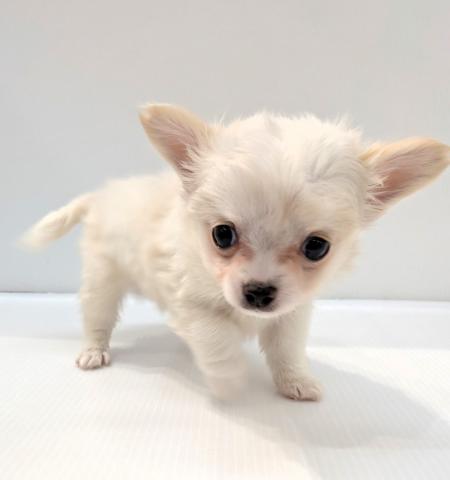 チワワ（ロングコート）子犬