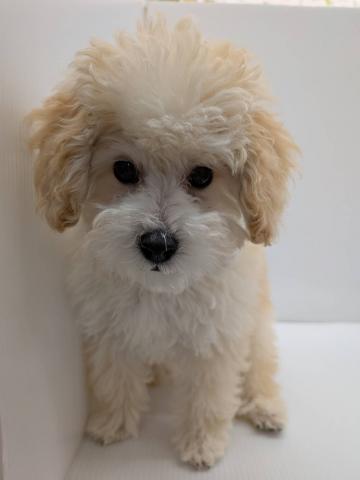 トイプードル子犬