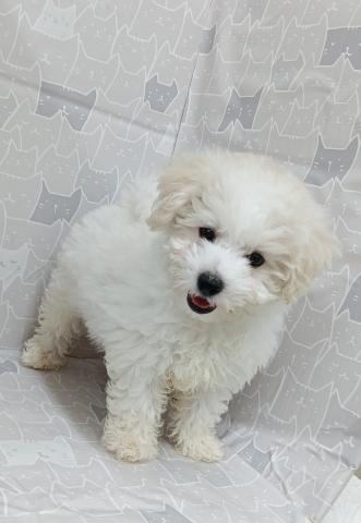 富山県のビションフリーゼ (ペットアミ宮野店/2026年1月24日生まれ/女の子/ホワイト)の子犬の1枚目の画像